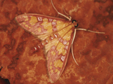 Stenochora lancinalis